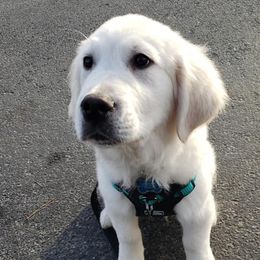 Golden Retrievers from Retrievers of Hope
