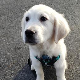 Golden Retrievers from Retrievers of Hope