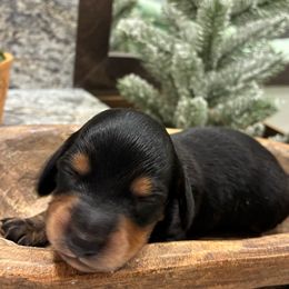 Turkey - Black and tan male Dachshund puppy in Dobson, North Carolina from Oakleys Dachshund Haven