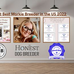 Morkie, Shorkie, and Yorkshire Terrier Puppies from Yorkie and Morkie Boutique