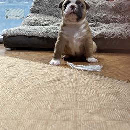 Jason - Seal brindle and white male Boston Terrier puppy in Wellington, Ohio from Twist of Faith Farms