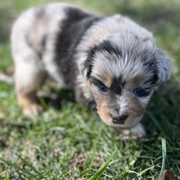 Chalupa - Blue merle female Miniature Australian Shepherd puppy in Bethany, Illinois from Rachel at Marrowbone Creek Aussies