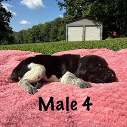 Duke - Black roan male German Shorthaired Pointer puppy in Axton, Virginia from Red Clay Kennels