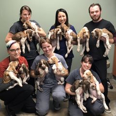 Bracco Italianos from Riverbend Braccos