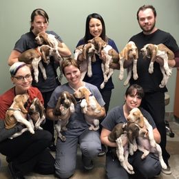 Bracco Italianos from Riverbend Braccos