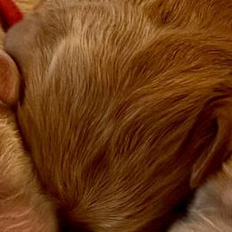 Pink girl - Red female Australian Labradoodle puppy in Upland, California from Kings Labradoodles