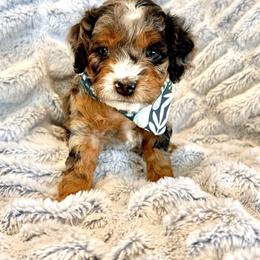 Hiro - Merle male Cavapoo puppy in Provo, Utah from Hales Wagging Tails