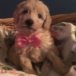 Australian Labradoodle Puppies from GorgeousDoodles