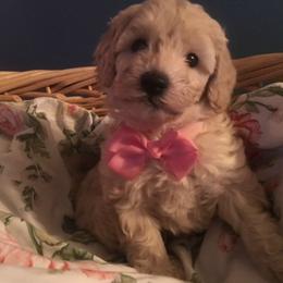 Australian Labradoodle Puppies from GorgeousDoodles