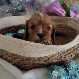 Rowan - Ruby male Cavalier King Charles Spaniel puppy in Decatur, Illinois from Petite Pups