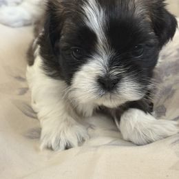Crew - Black gold and white female Shih Tzu puppy in Dunlap, Tennessee from Beards of Glory