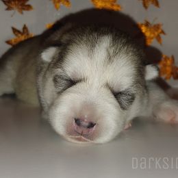 Siberian Husky Puppies from DarkSide Siberians