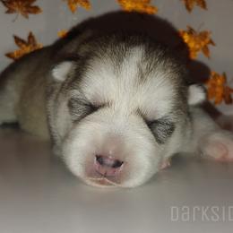 Siberian Husky Puppies from DarkSide Siberians