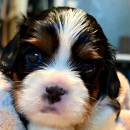 Cannoli - Tri-color male Cavalier King Charles Spaniel puppy in Gilbert, Arizona from Cacti Cavaliers