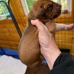 Chocolate Fawn Girl - Fawn female Great Dane puppy in Greenville, South Carolina from Allen’s Ridge Ranch