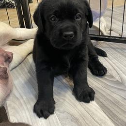 Grey collar - Black male Labrador Retriever puppy in Desert Hot Springs, California from Outlaws Labradors