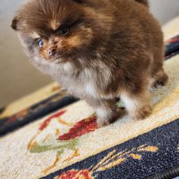 Pomeranian Puppies from POMS OF CBBK