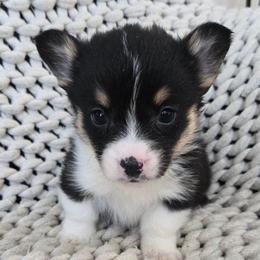 MM-3 - Black and tan male Pembroke Welsh Corgi puppy in Ely, Minnesota from RJ's Corgis