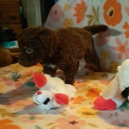 Australian Shepherd Puppies from Waggle Time Farms