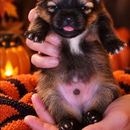 Phantom - Red sable male Pomeranian puppy in Chelsea, Oklahoma from Kathy's Precious Poms