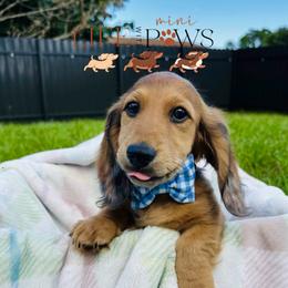 Armie (cyan) - Dapple male Dachshund puppy in Palm Bay, Florida from Life With Mini Paws
