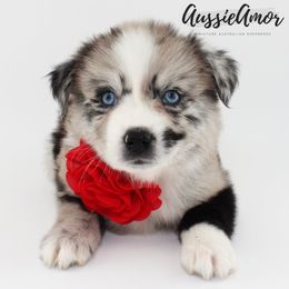 Girl 2 - Blue merle female Miniature Australian Shepherd puppy in Pinehurst, Texas from Aussie Amor