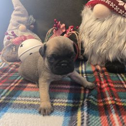 Boy 5 - Fawn male Pug puppy in Auburn, Kentucky from Prentice Family Pugs, Bugs & Corgis