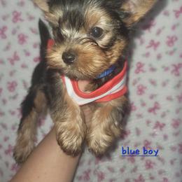 Boy 1 - Black and tan male Yorkshire Terrier puppy in Gilbert, Arizona from Yorkie Your Soulmate Puppy