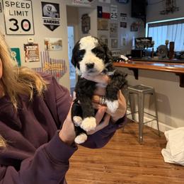 Socks - Black and white male Bernedoodle puppy in Yuba City, California from Ranch House Doodles