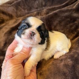 Akc - Tricolor male Shih Tzu puppy in Long Beach, California from Prieto Shih-Tzu's