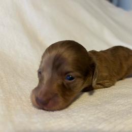 Montana (red shaded brindle) - Red male Dachshund puppy in Sebring, Florida from Mini Weenies