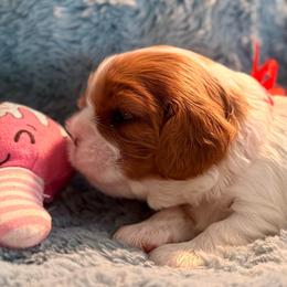 (red ribbon) - Blenheim female Cavalier King Charles Spaniel puppy in Albany, Georgia from Legend Cavaliers