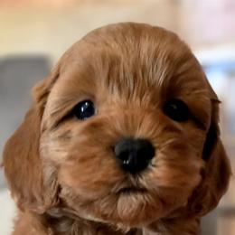 Bennie - Red male Cavapoo puppy in Marshfield, Missouri from Puppyloversplace