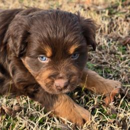 James Dean - Red tri male Miniature Australian Shepherd puppy in Paris, Texas from Blue Envy Mini Aussies