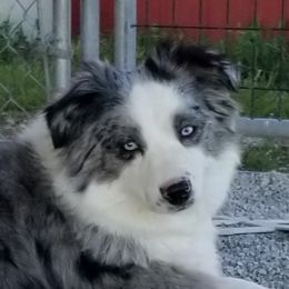 Nola  - Miniature Australian Shepherd