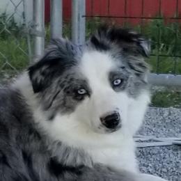 Nola  - Miniature Australian Shepherd