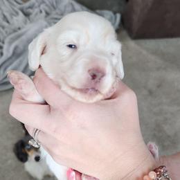 Beau - Piebald male Dachshund puppy in Cypress, Texas from Cypress Dachshunds
