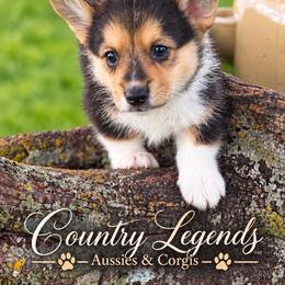 Twix - Black and tan male American Corgi puppy in Missouri from Country Legends Aussies & Corgis
