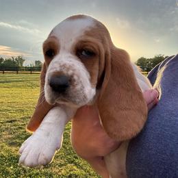 Dixie - Red and white female Basset Hound puppy in Richmond, Kentucky from Walters Hollow Hounds