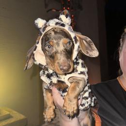 Dachshund Puppies from KCK9 Dachshunds