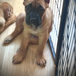 Cane Corso Puppies from Whiskey Stones Cane Corso
