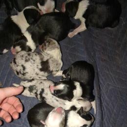 Australian Shepherd and Great Dane Puppies from AEW Farm