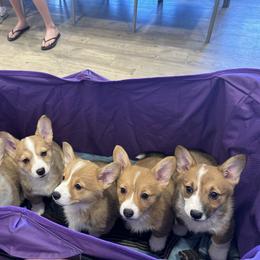 American Corgi and Pembroke Welsh Corgi Puppies from London Bridge Corgis