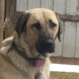 Ginger - Anatolian Shepherd Dog