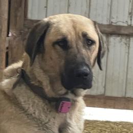 Ginger - Anatolian Shepherd Dog