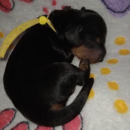 Denver - Black and tan female Dachshund puppy in Middle Granville, New York from Lee Doxies