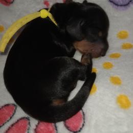 Denver - Black and tan female Dachshund puppy in Middle Granville, New York from Lee Doxies