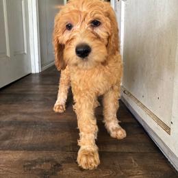 Mauve - Red female Irish Doodle puppy in Harrisburg, Arkansas from Ransone’s Ridge Runners Poodles and Doodles