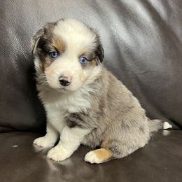 SodaPop - Blue Merle Male 2 - Blue merle male Miniature Australian Shepherd puppy in Taunton, Massachusetts from Checkered Flag Champions Mini Aussies
