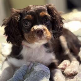 Cavalier King Charles Spaniel Puppies from Dandelions and Kings